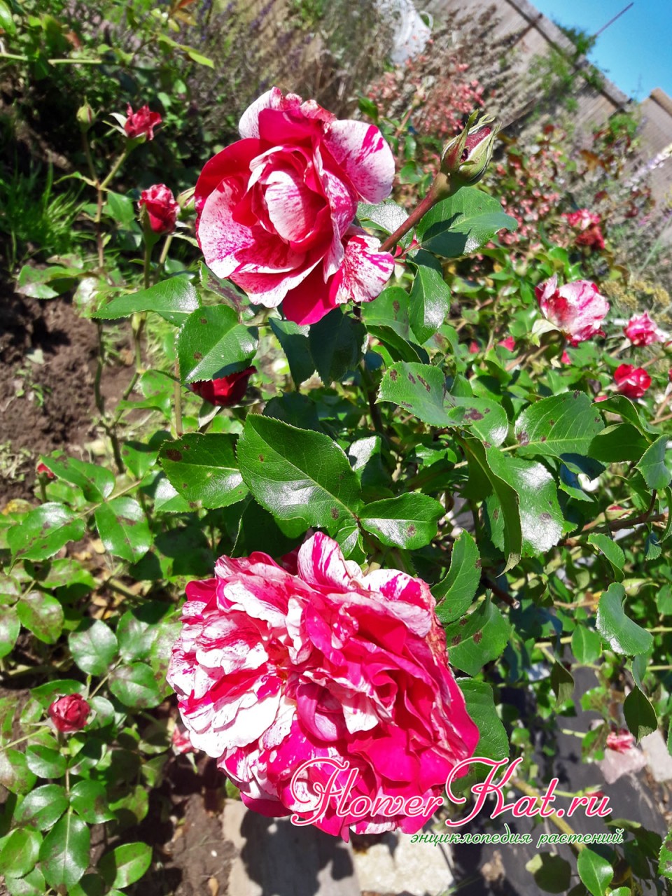 Белые полосы на цветах розы Инес Састре - фото