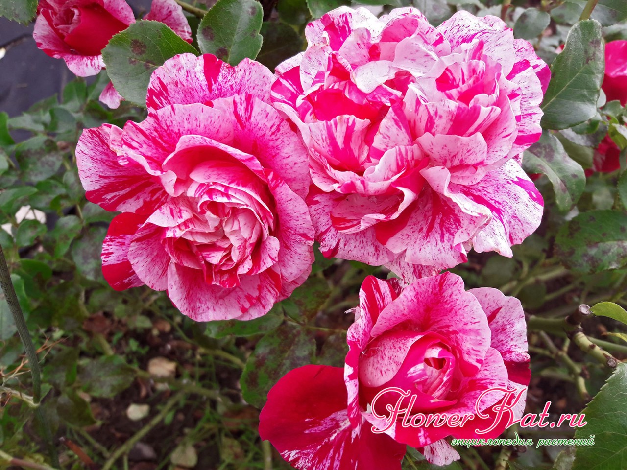 Описание и фото розы Инес Састре для энциклопедии роз 