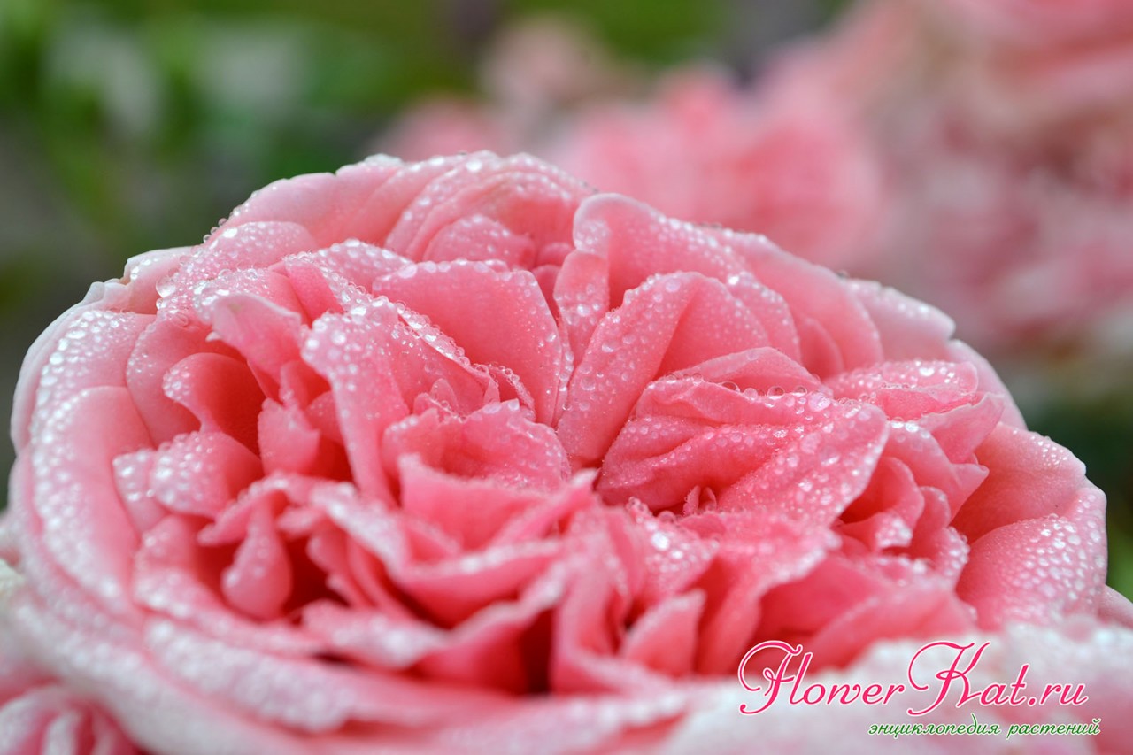 Роза Кимоно / Kimono - описание сорта в энциклопедии роз FlowerKat