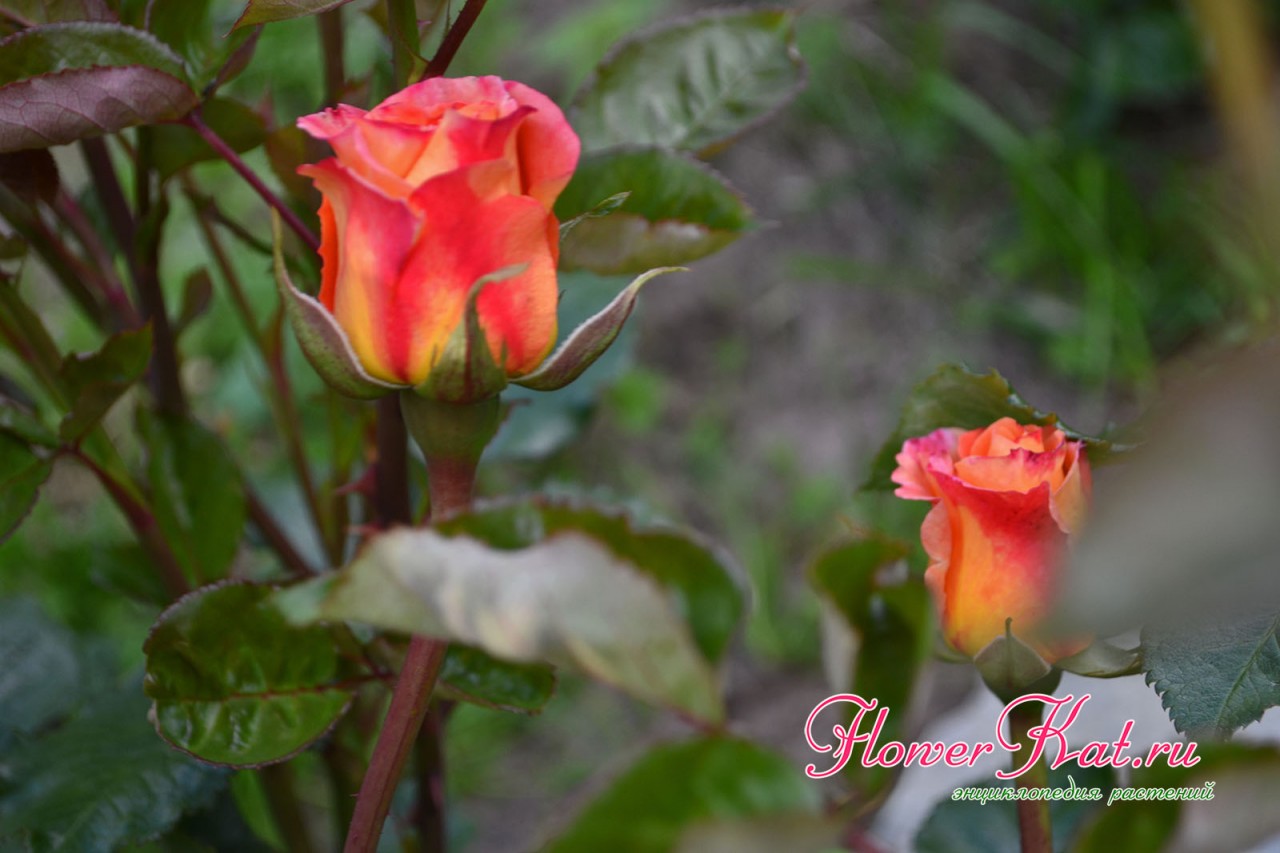 Яркие пламенные оттенки на нераскрывшихся бутонах розы Карамелла - фото
