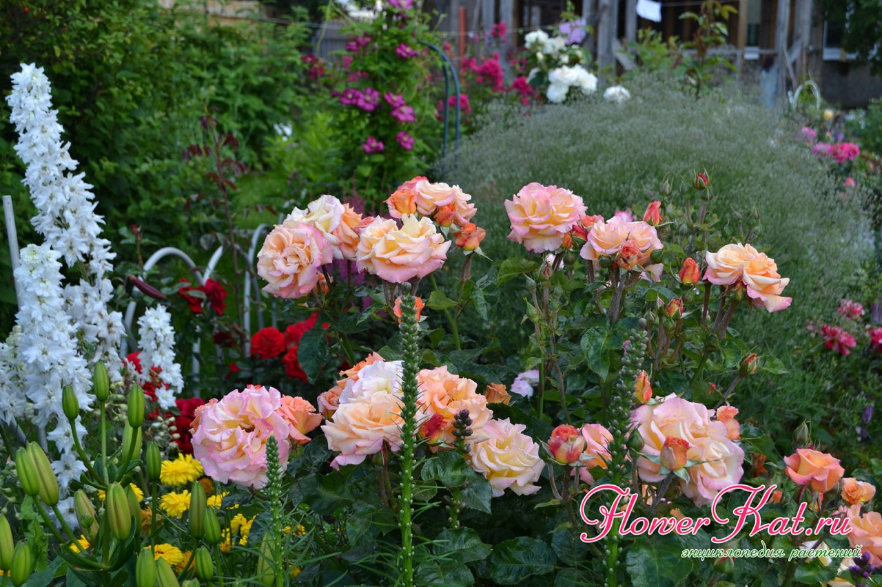 Пышный цветущий куст розы Карамелла - фото
