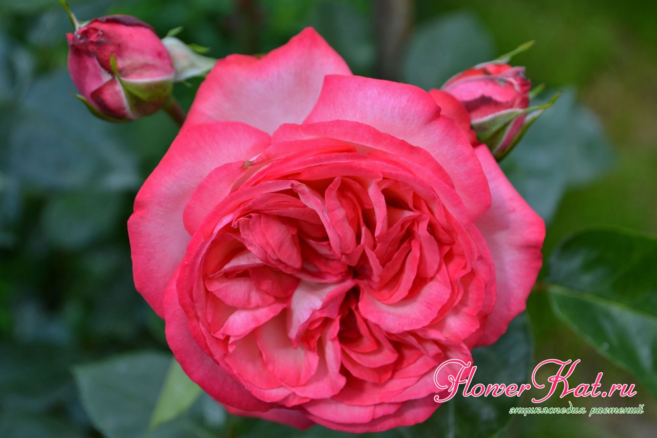Форма раскрывшихся цветов розы Antike соответствует всем канонам классических сортов - фото