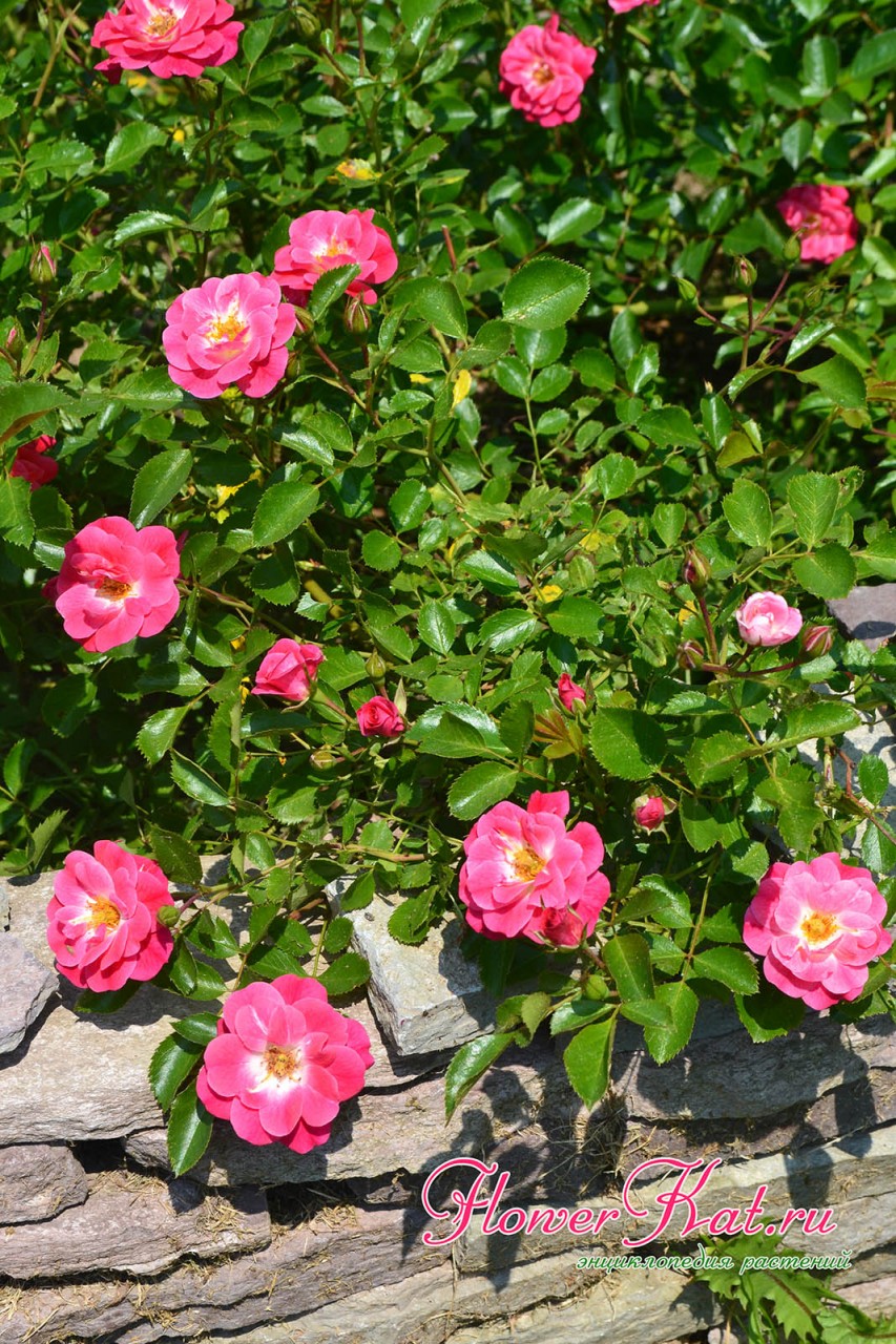 Начало первой волны цветения розы Фуксия