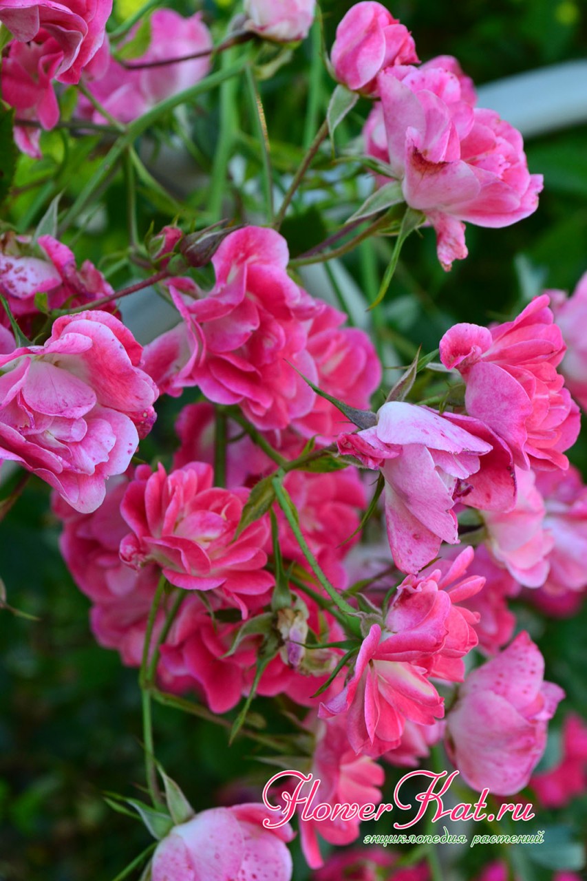 Фото большого соцветия почвопокровной розы Фуксия Мейяндекор