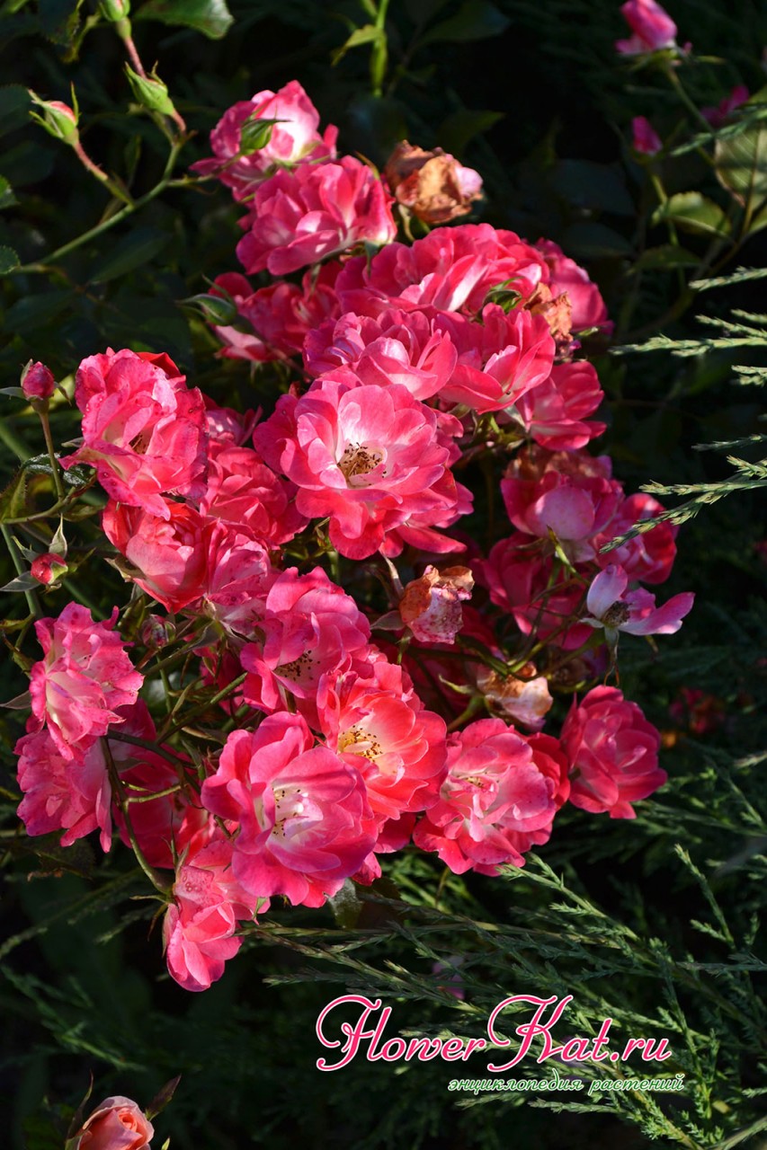 Цветущая кисть розы Фуксия Мейяндекор в сентябре - фото