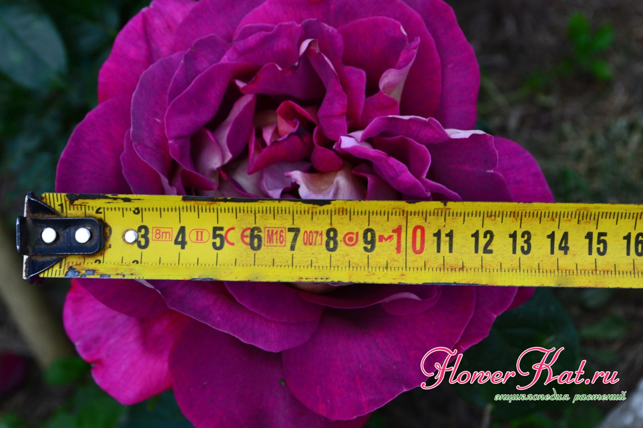 Цветы у розы Кроненбург действительно большие - до 15 см в Средней Полосе - фотография