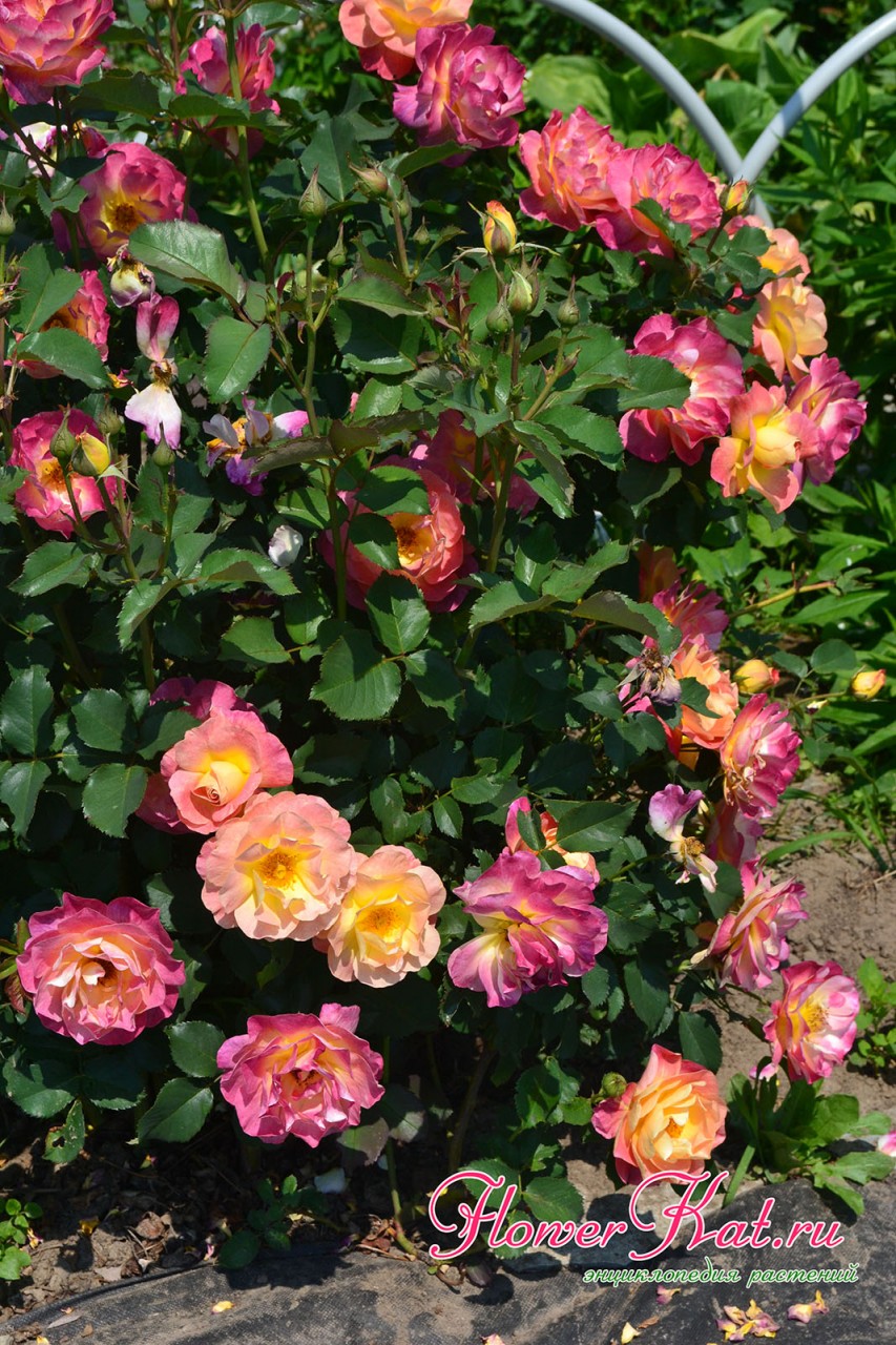 особенности цветения розы Приер де Сан Косм - фотогррафия