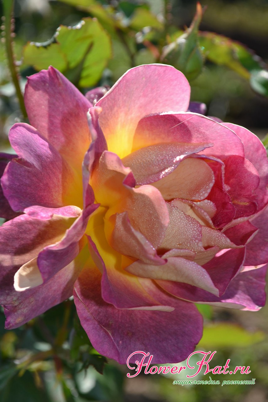 Роза Приер де Сан Косм меняет окраску в зависимости от продолжительности цветения - фото
