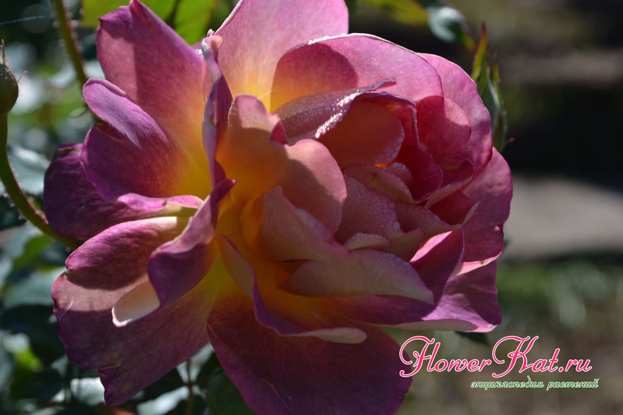 Роза Приер де Сан Косм в конце цветения превращается а помпон - крупный план - фото