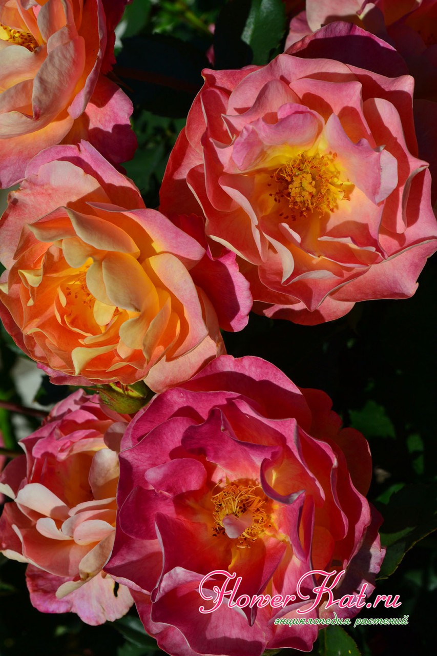 Цветение одной ветки розы Приер де Сан Косм - фотография