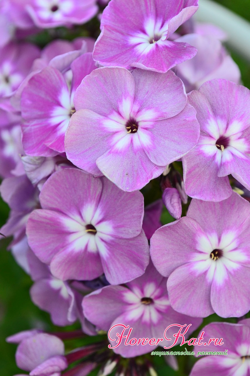 Флокс Селена - нежно-лиловая окраска с яркой белой звездой - фото