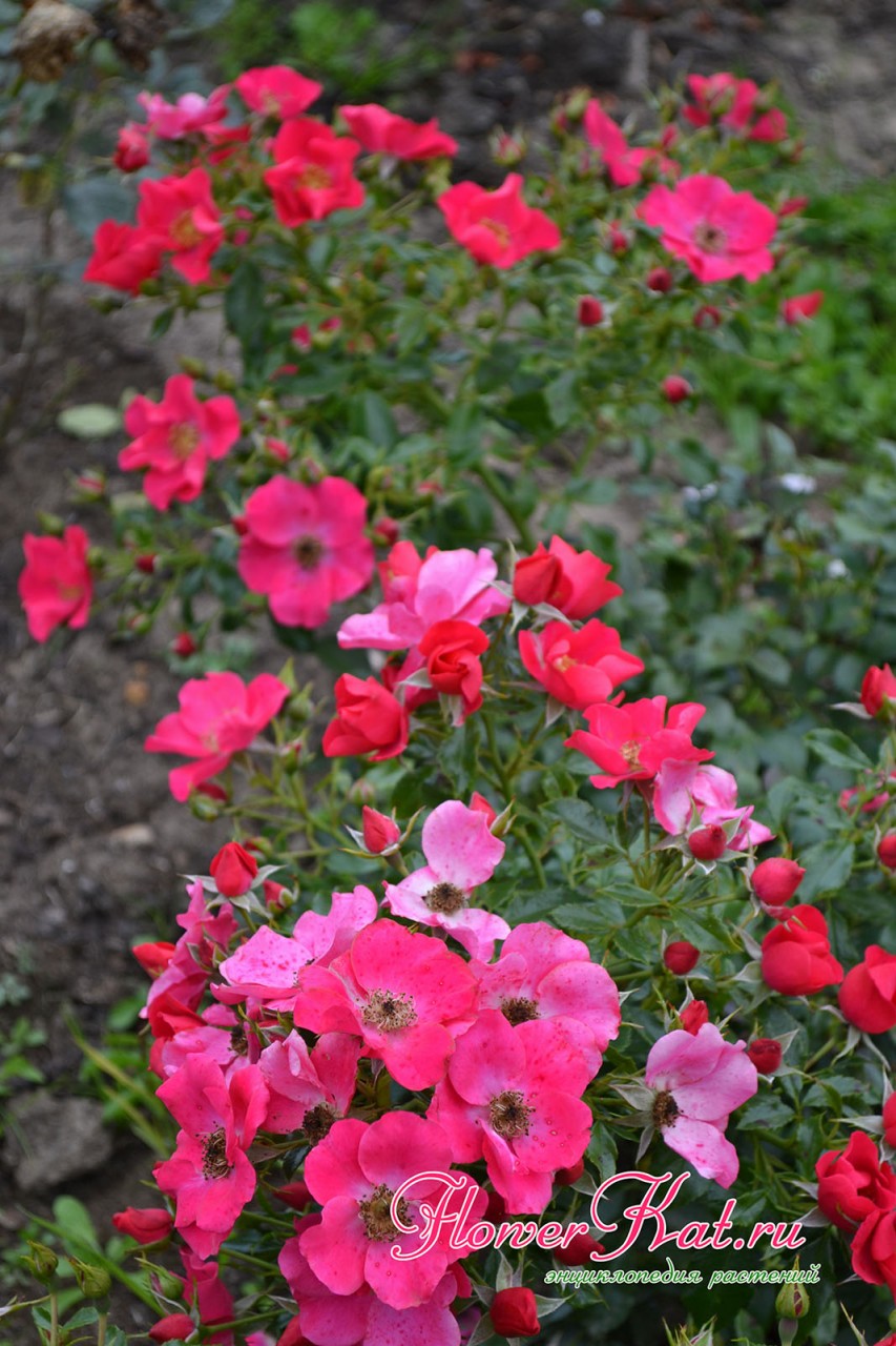 Роза Штадт Ром цветет по всей высоте куста - фотография
