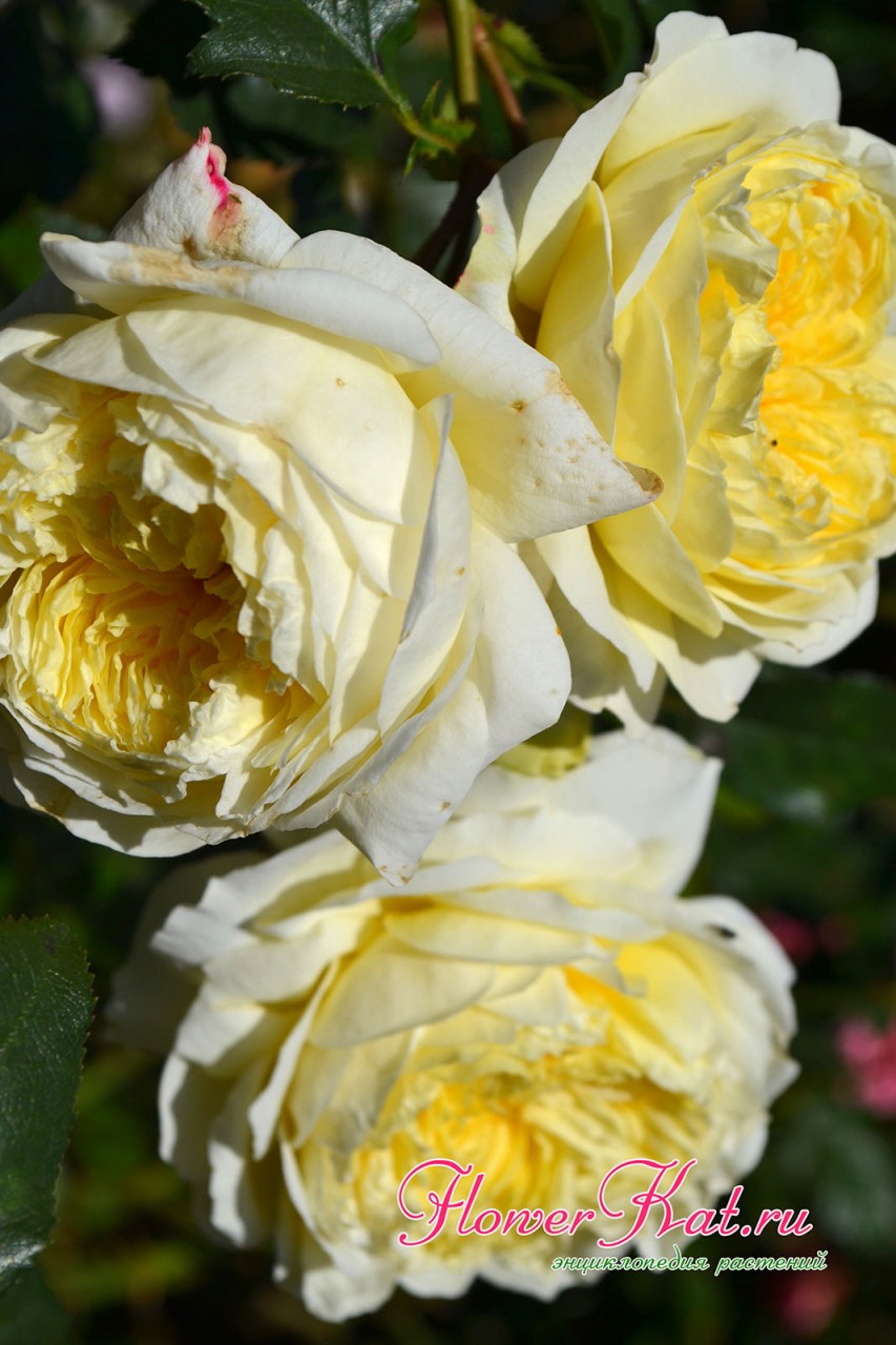 Соцветие розы Нельсон Монфор раскрывается постепенно -фото