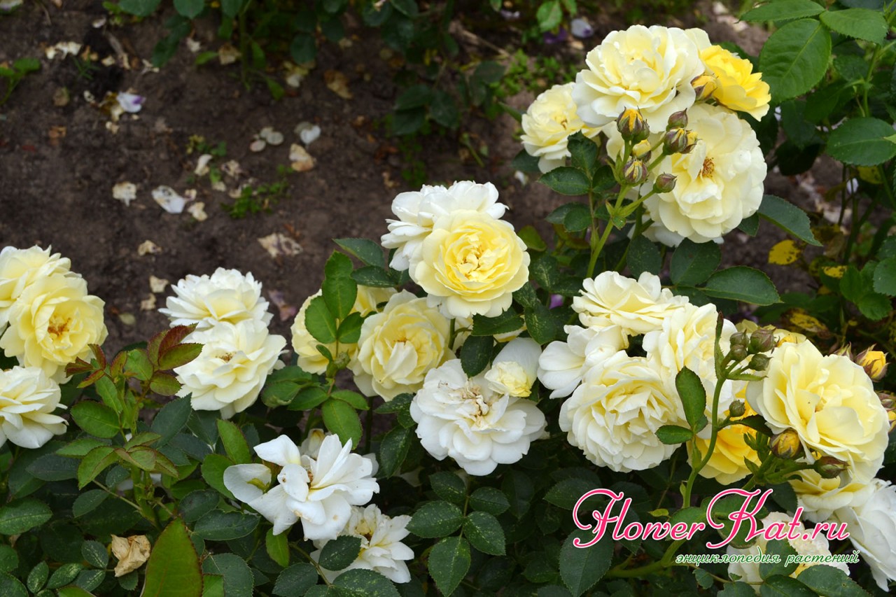 Роза Голден Бордер закладывает достаточно крупные соцветия - фото