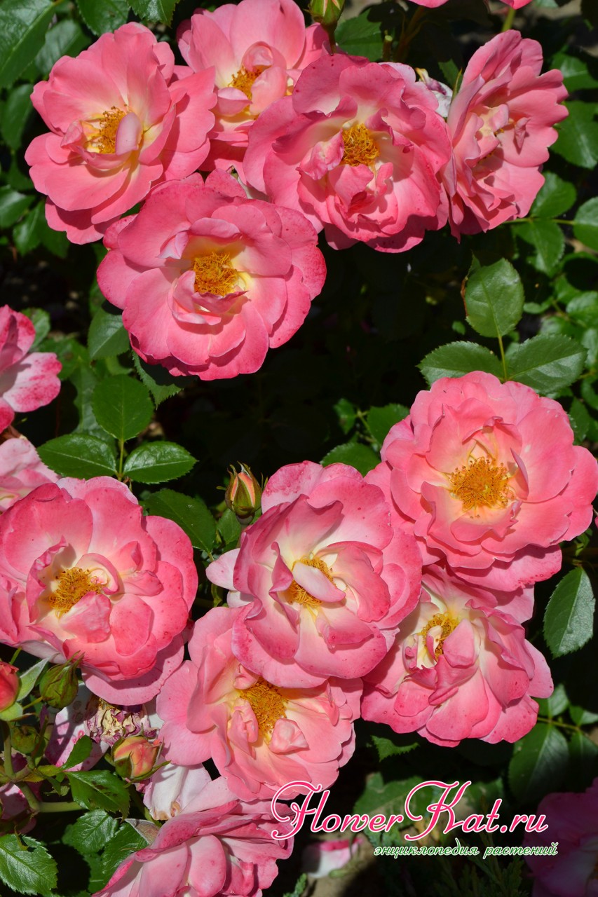 Цветение розы Герцогиня Фредерика
