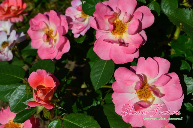 Полумахровые цветы розы Герцогиня Фредерика
