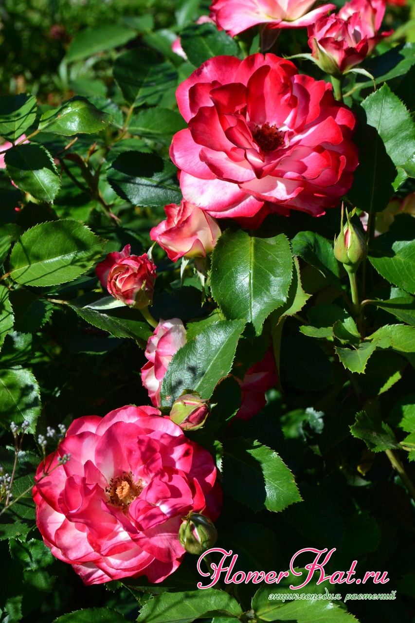 Фотография отцветающей розы Юбилей Принца Монако