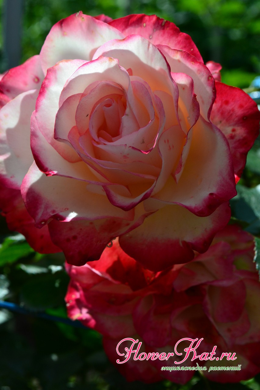 Варианты окраски розы Принц Монако