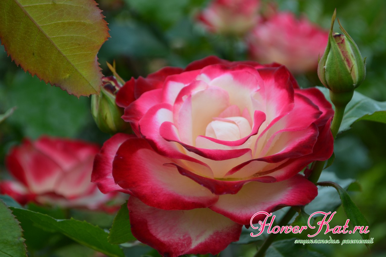 Светящиеся цветы розы Принц Монако