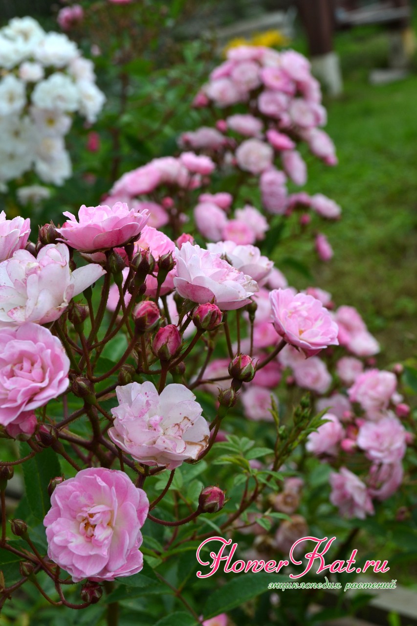 Непрерывное цветение розы Heavenly Pink