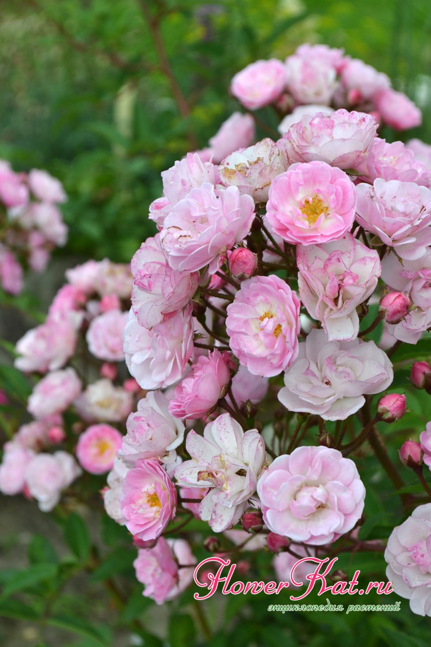 Фотография соцветий розы Heavenly Pink / Хевенли Пинк 