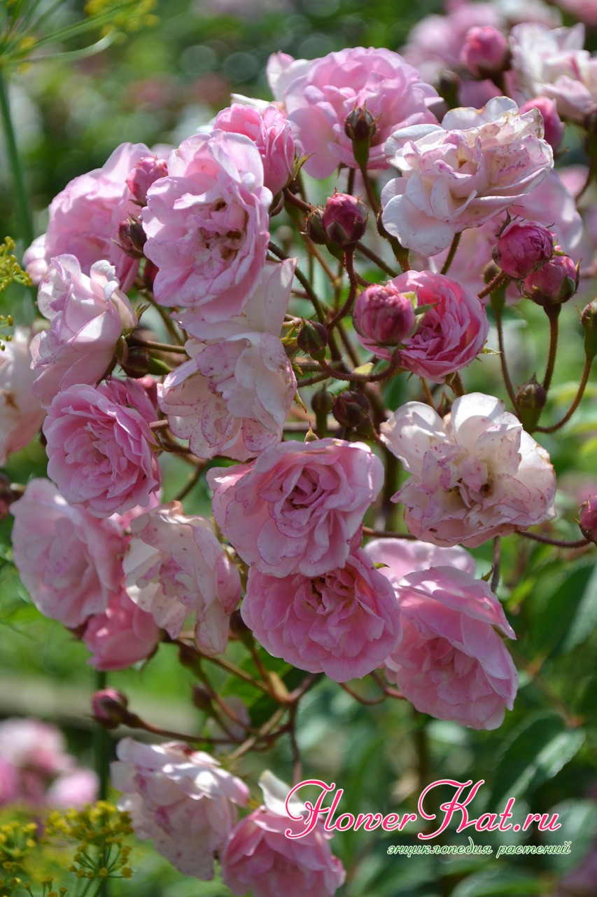 Изменение цвета розы Хевенли Пинк
