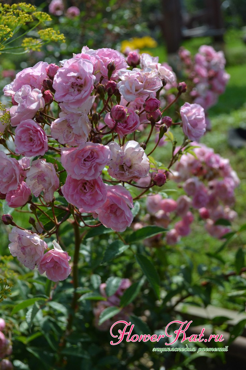 Фото цветущей ветки розы Хевенли Пинк