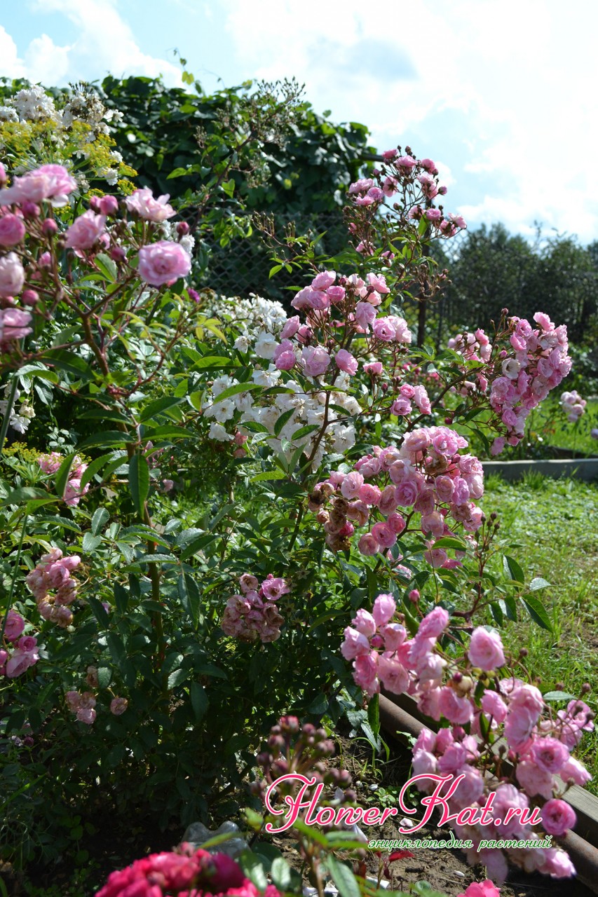 Начало цветения розы Хевенли Пинк