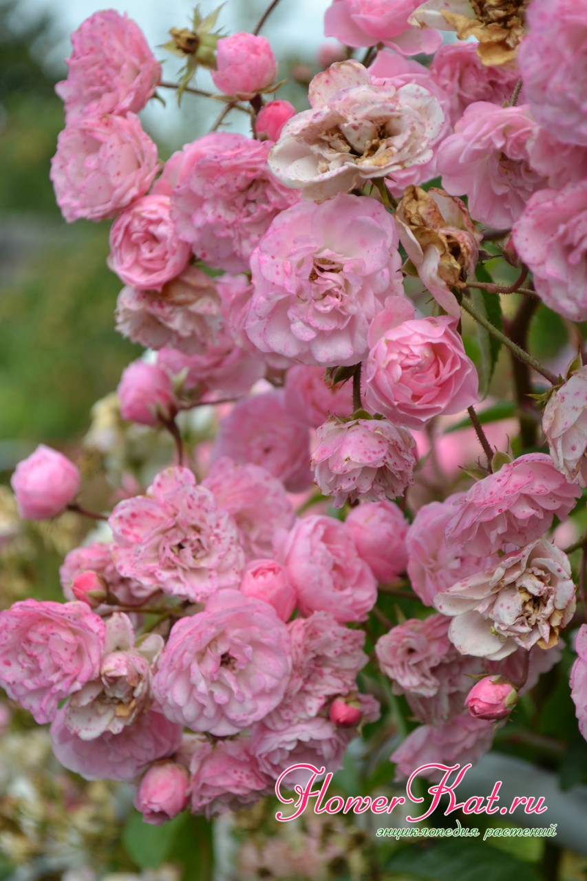 Цветение розы Хевенли Пинк