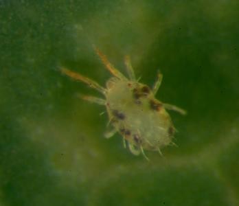 Фото самки зеленого паутинного клеща на листе розы
