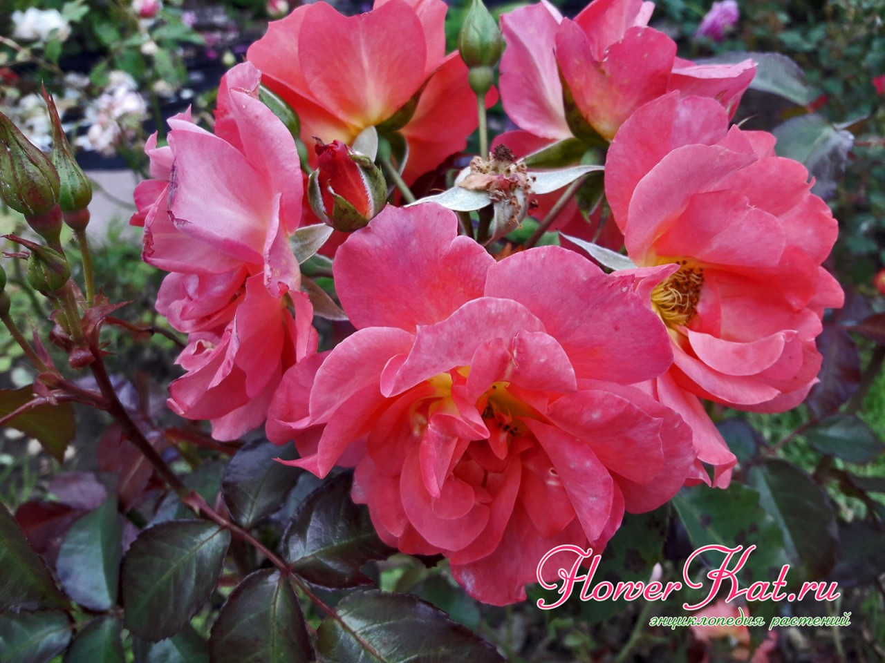 Фото осеннего цветения розы Синко де Майо