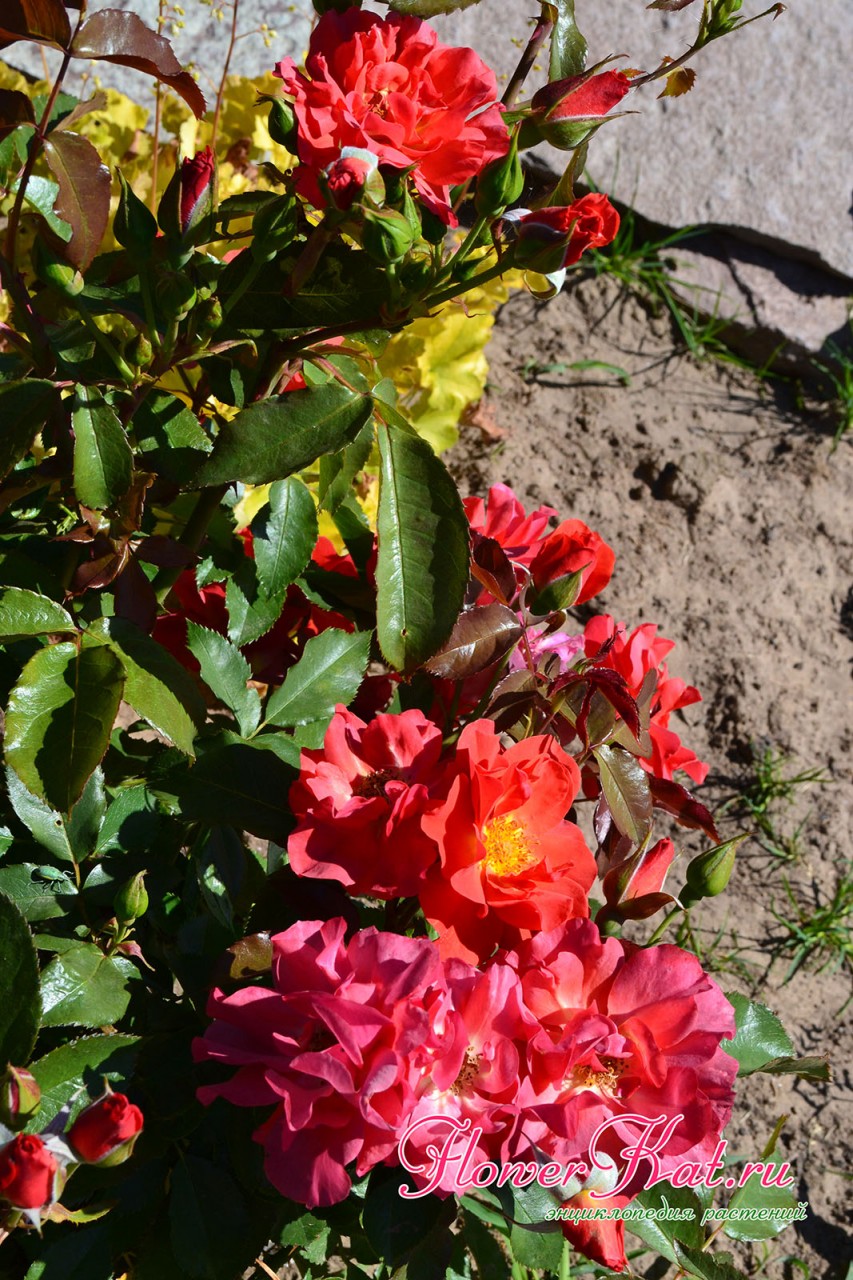 У розы Синко де Майо желтые серединки и основания лепестков - фото