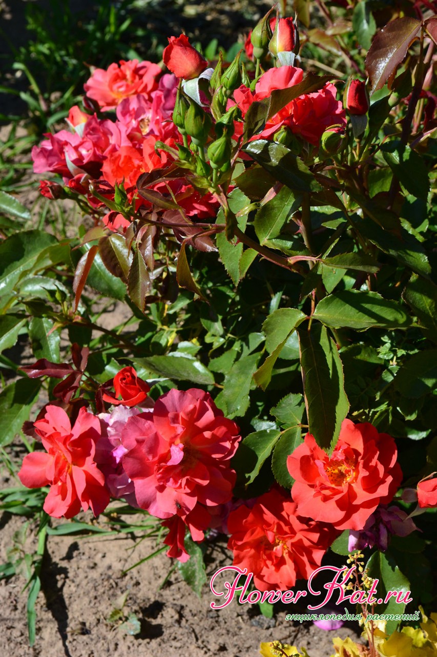 Окраска розы Синко де Майо в прохладную погоду
