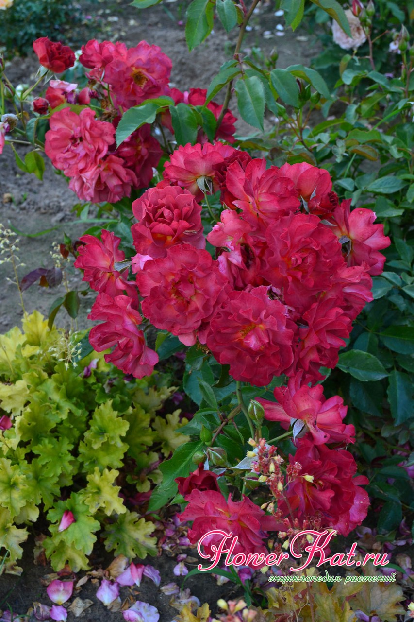 Обильное цветение розы Синко де Майо