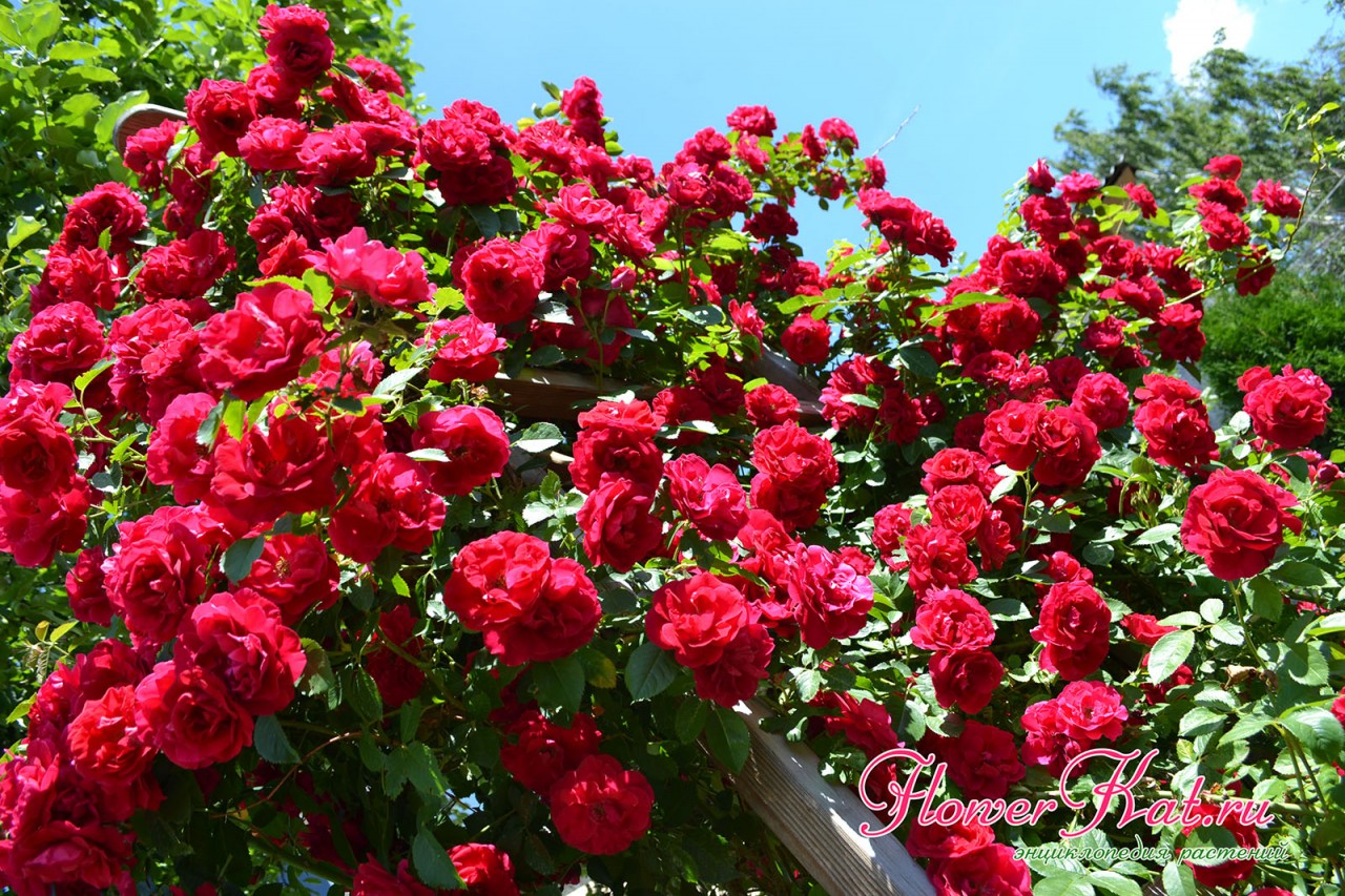Плетистая роза Фламентанц / Flammentanz - описание сорта - Энциклопедия - Всё о цветах для Вашего сада