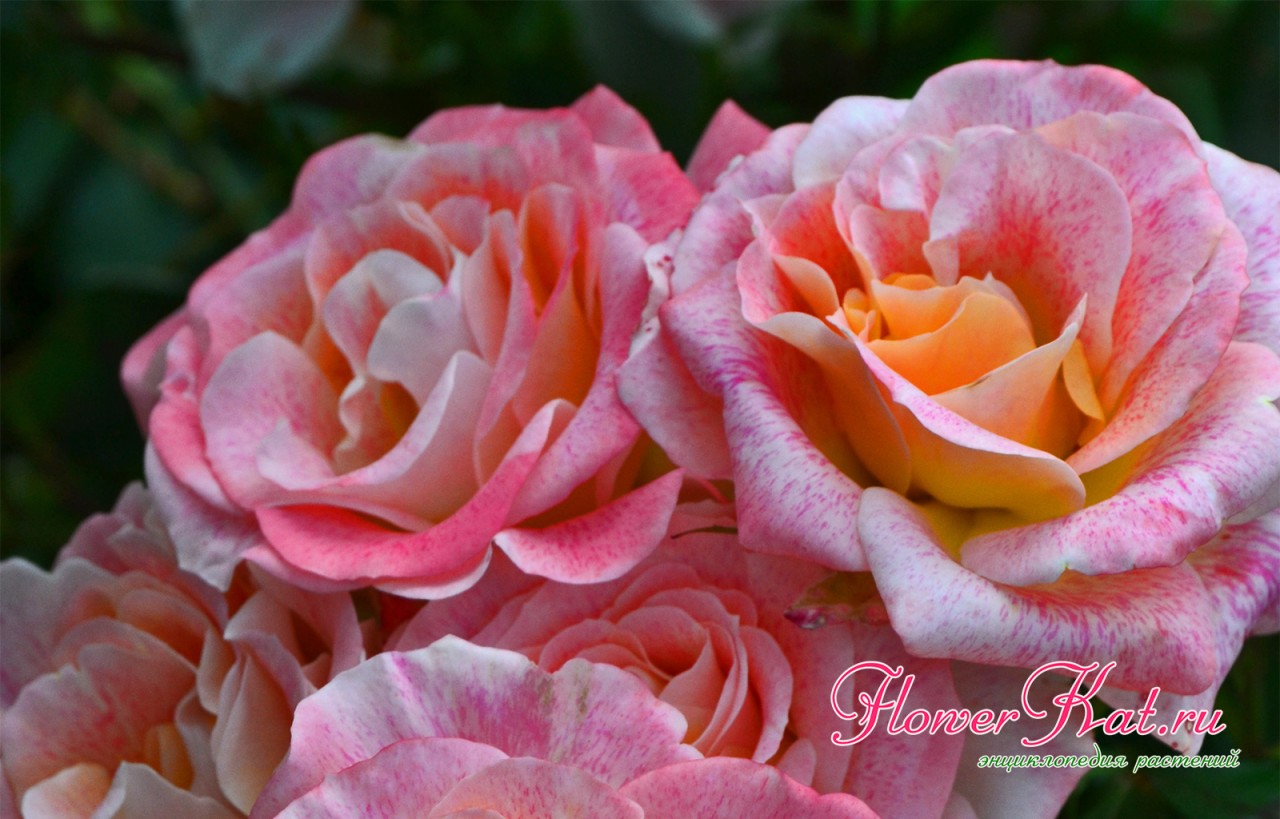 Роза Мишель Серро - флорибунда с нежной расцветкой