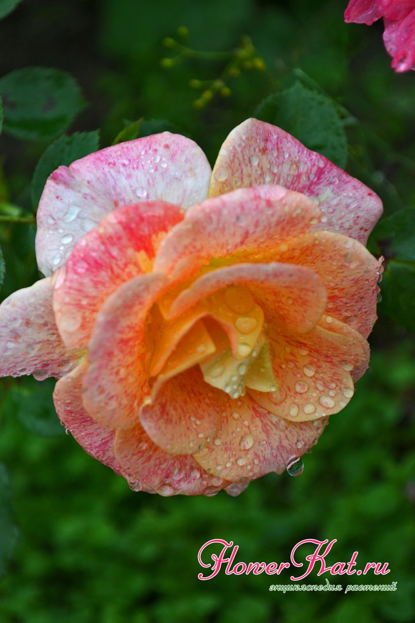 Роза Мишель Серро цветет не слишком обильно - на боковых побегах по одному цветку - фото