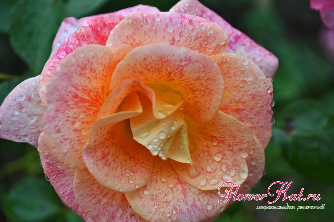 Яркие и теплые краски на цветах розы Мишель Серро