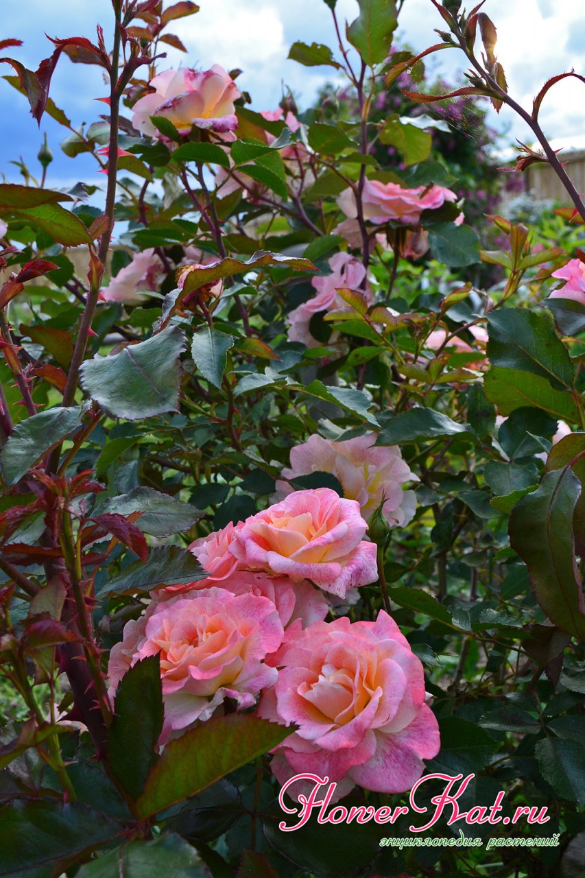 Фотография куста розы Мишель Серро
