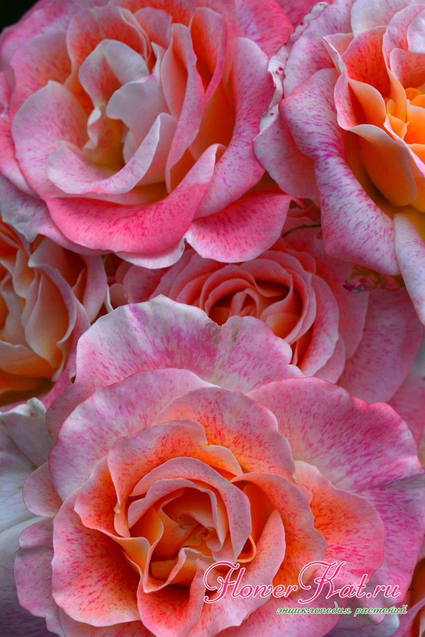 Соцветие розы Мишель Серро крупным планом - преобладает розовый