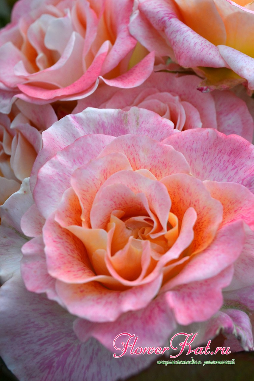 Розы Мишель Серро могут незначительно менять окраску - фотография