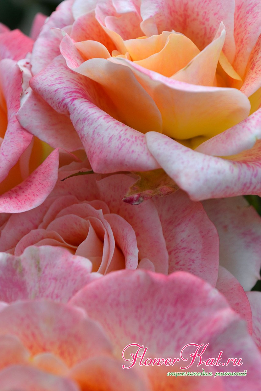 Фотография крупным планом цветов розы Мишель Серро