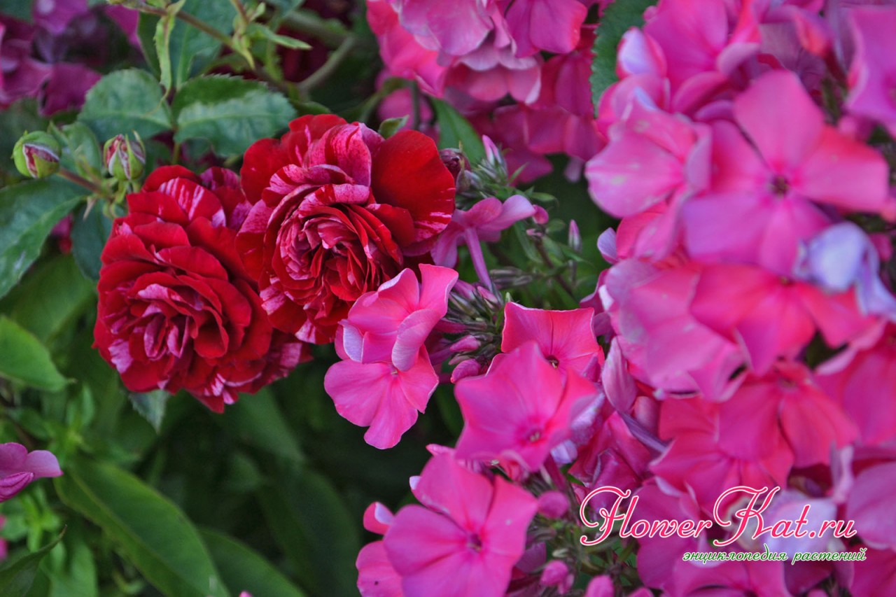 Начало цветения розы Дип Импрешн -фотография
