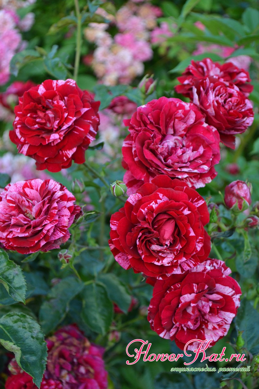 Первая волна цветения розы Дип Импрешн - фотография