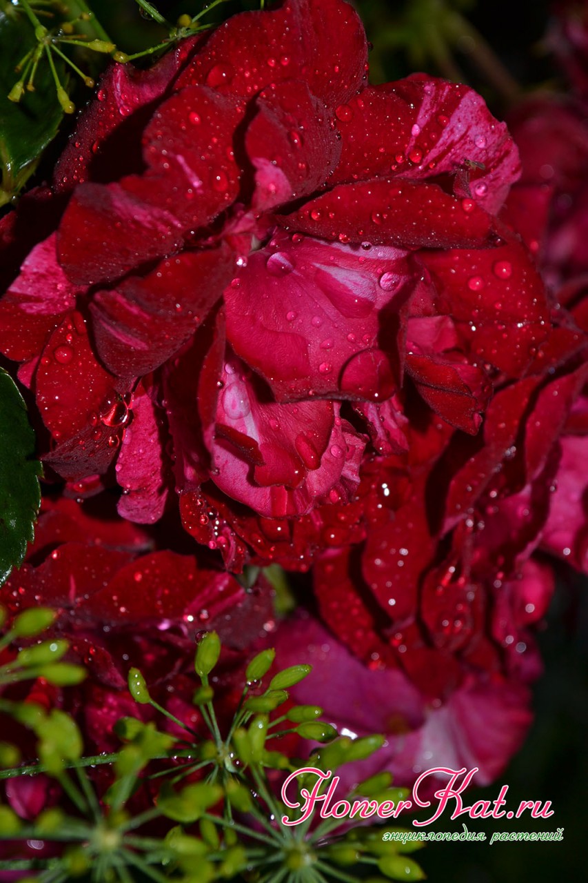 Фотография розы Дип Импрешн - взрослый цветок становится бордовым