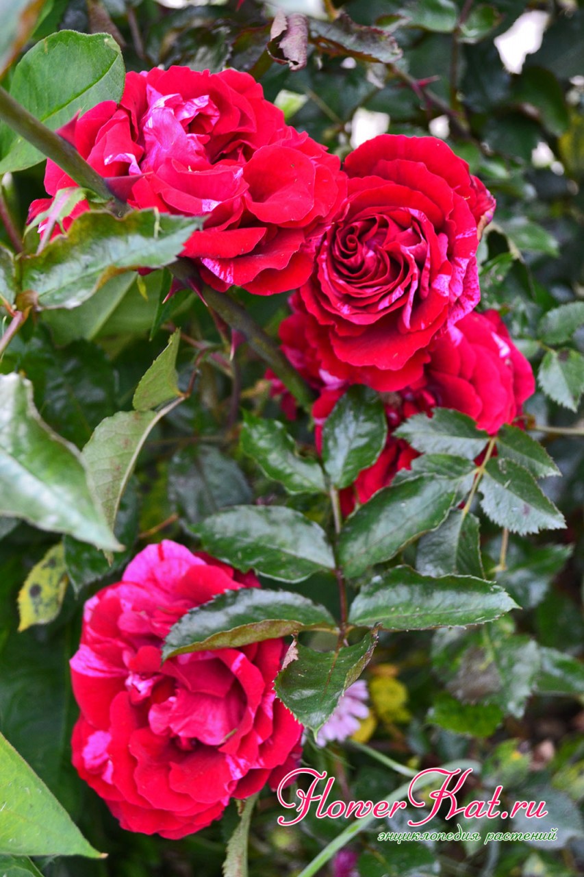 Сочетание ярких цветов и глянцевой листвы розы Дип Импрешн