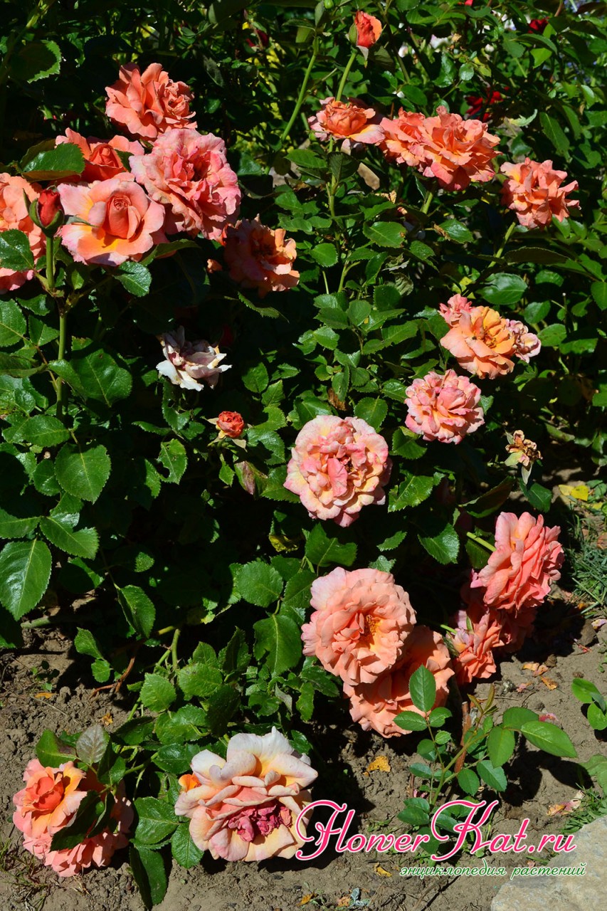 Фотография цветения розы Изи Даз Ит