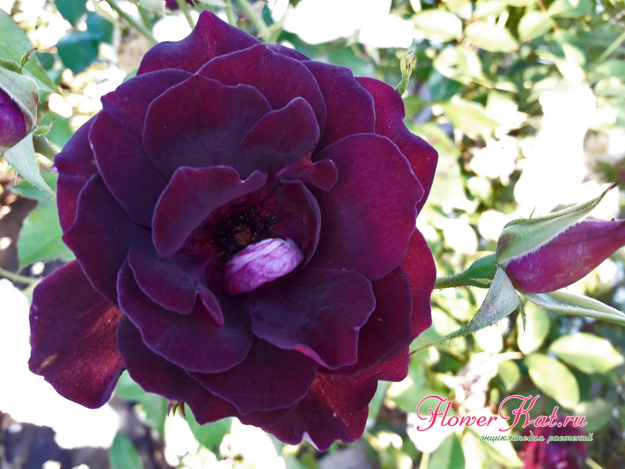 Изменение окраски на бордовую у розы Бургунда Айс - фото