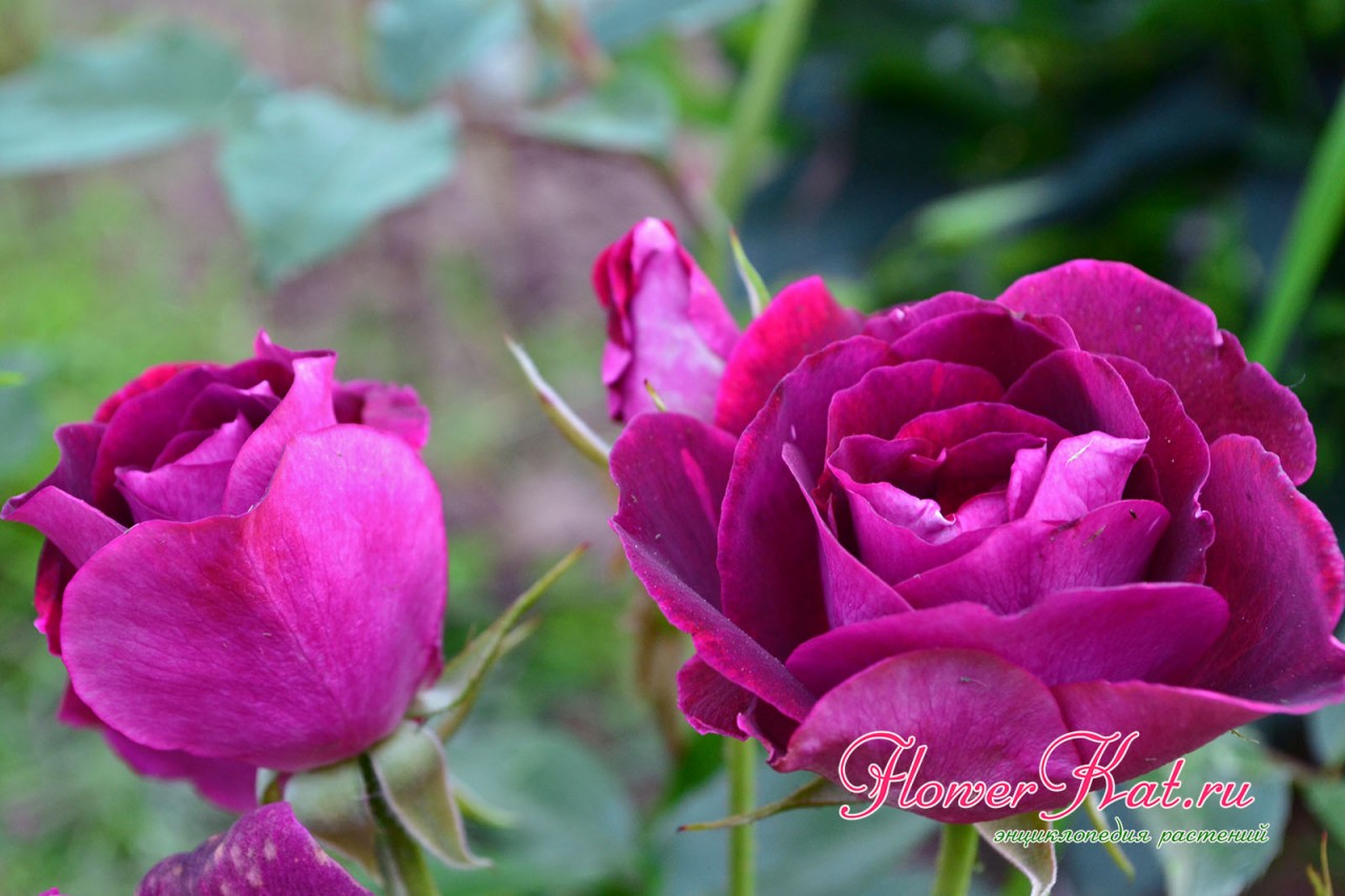 Лиловые бутоны розы Бургунди Айс 