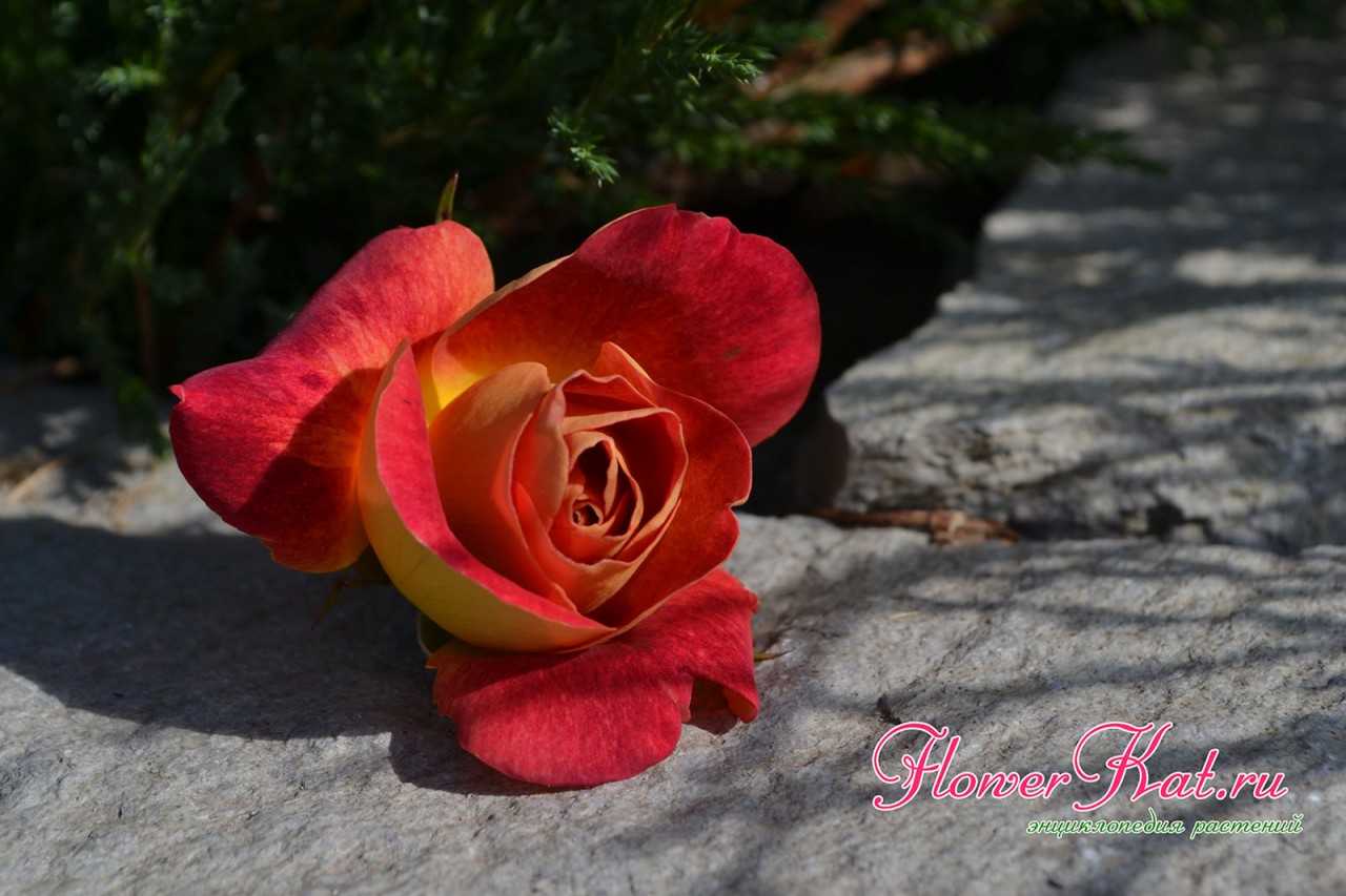 Фото распускающегося бутоны розы Приер де Сан Косм